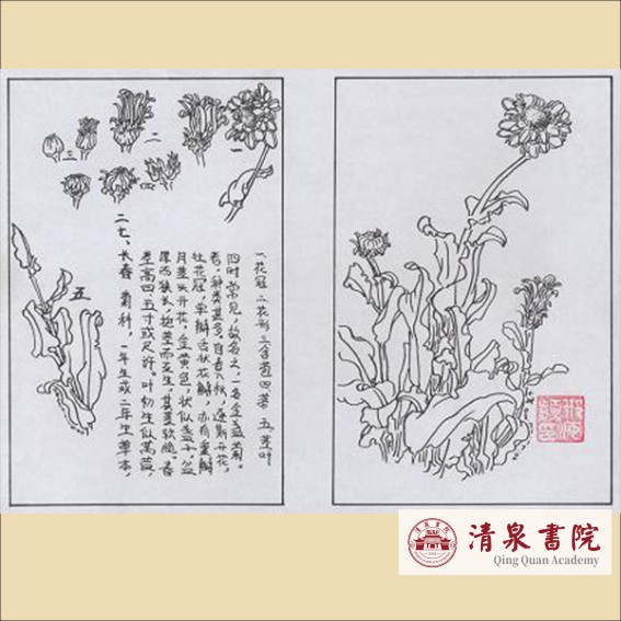 220912《群芳谱》变身记：康熙力主修订植物学巨著.cdr_0005.JPG